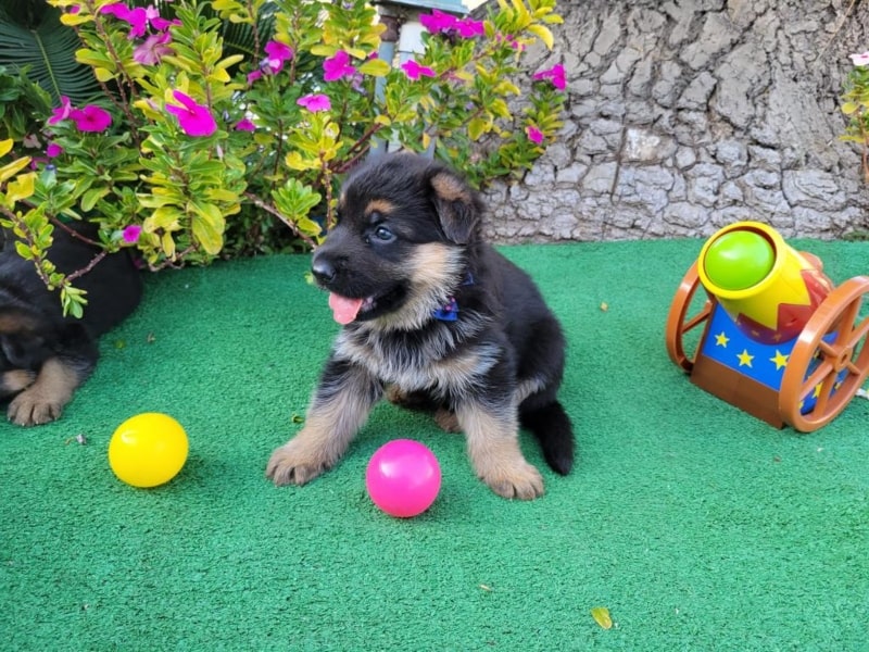 Must Love German Shepherd Dogs | 3705 Valencia Ave N, San Bernardino, CA 92404, USA | Phone: (909) 918-7078