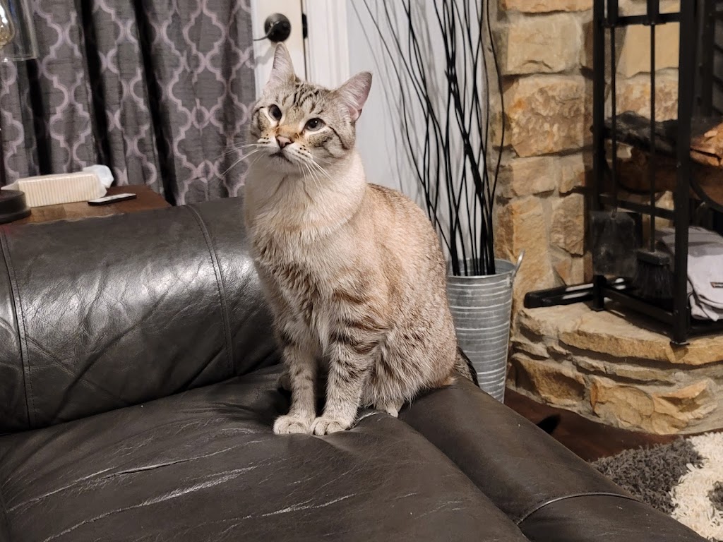 Wills Point Veterinary Clinic | 1209 W Park Dr, Wills Point, TX 75169, USA | Phone: (903) 873-9132