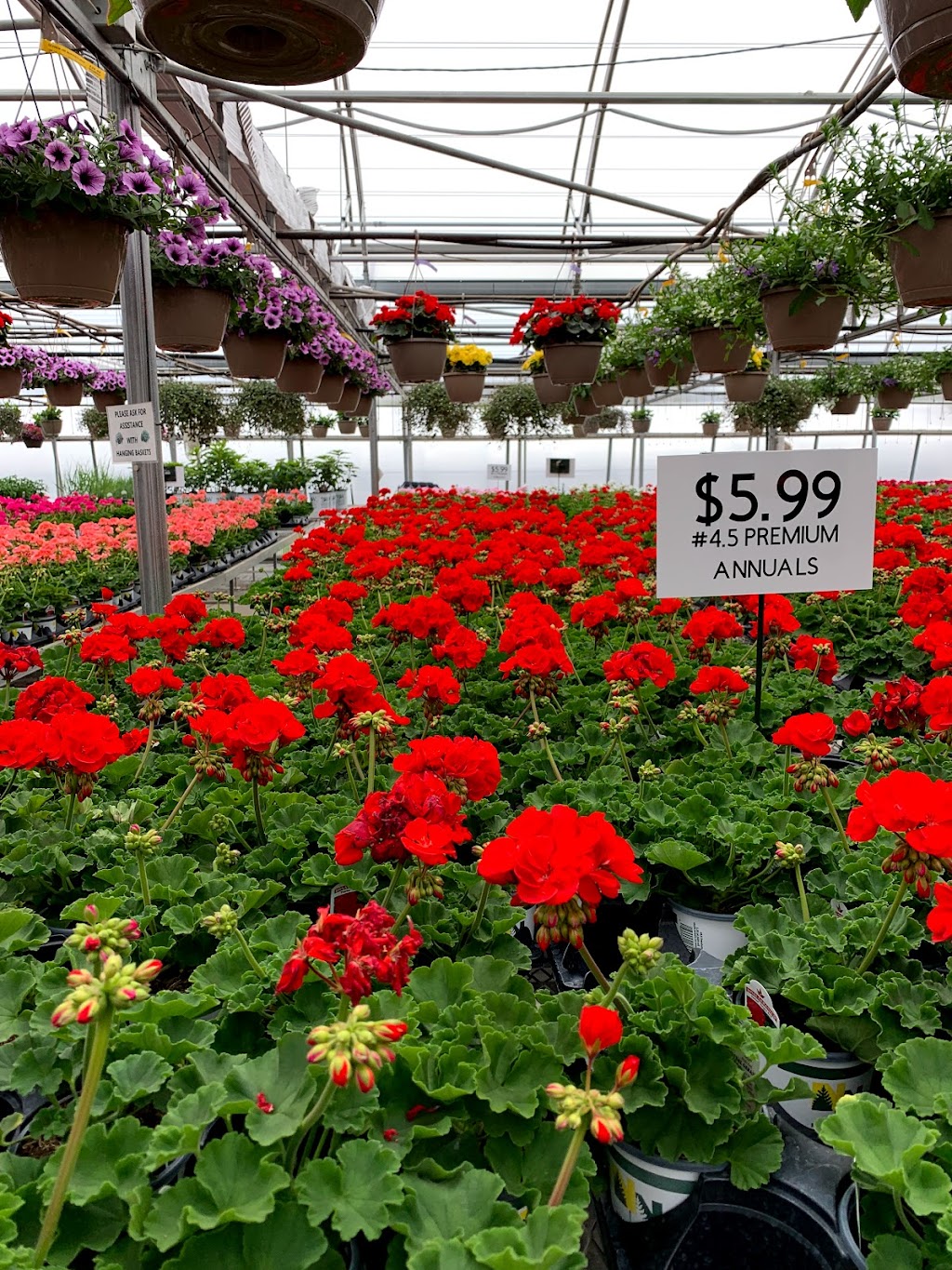 Nelson Nursery Garden Center | 25834 Main St, Zimmerman, MN 55398, USA | Phone: (763) 856-2441