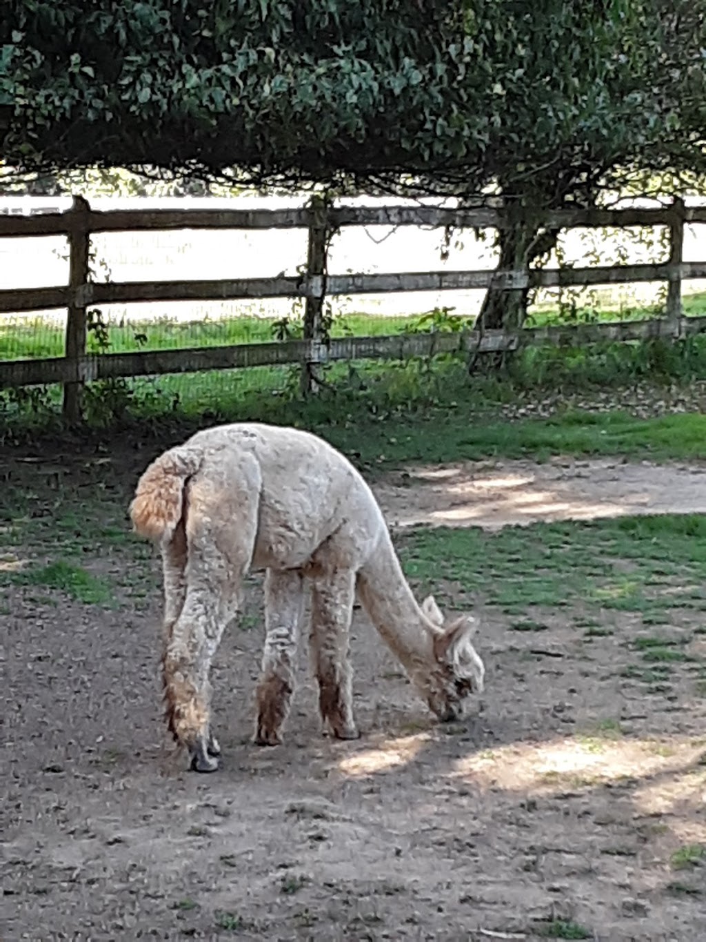 Windy Farm Alpacas | 61 White Pine Rd, Chesterfield Township, NJ 08515, USA | Phone: (609) 947-8269