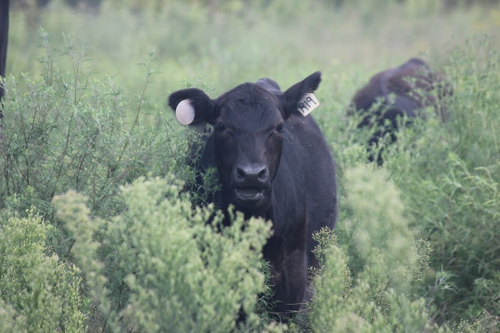 JCross Natural Beef | 12921 S 305th W Ave, Bristow, OK 74010 | Phone: (918) 605-0006