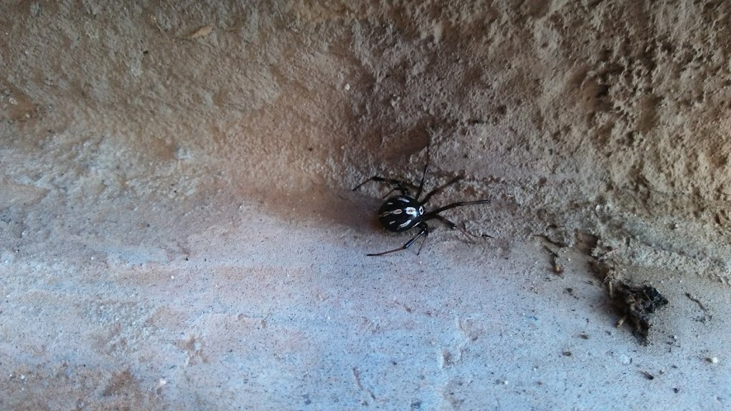 Red Rock Pest AZ | 12740 W Indian School Rd, Litchfield Park, AZ 85340, USA | Phone: (480) 582-4371