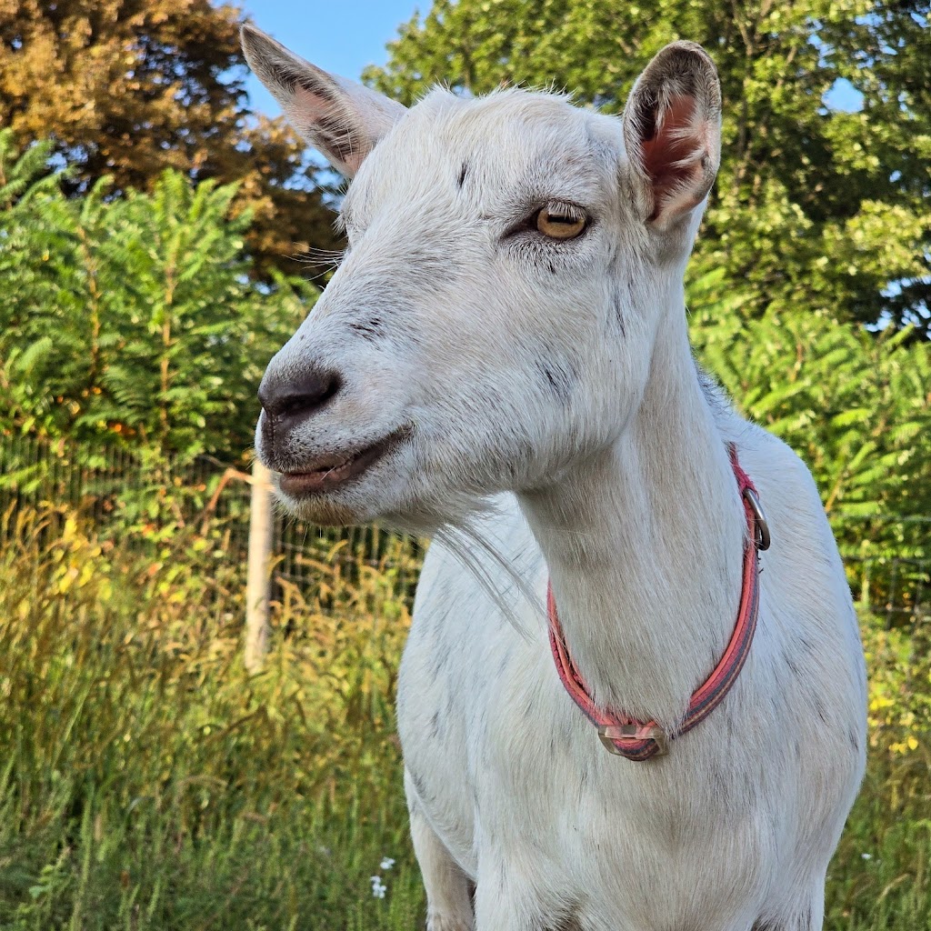 New Pittsburg Small Animal Clinic | 1436 W Old Lincoln Way West, Wooster, OH 44691, USA | Phone: (330) 264-7799