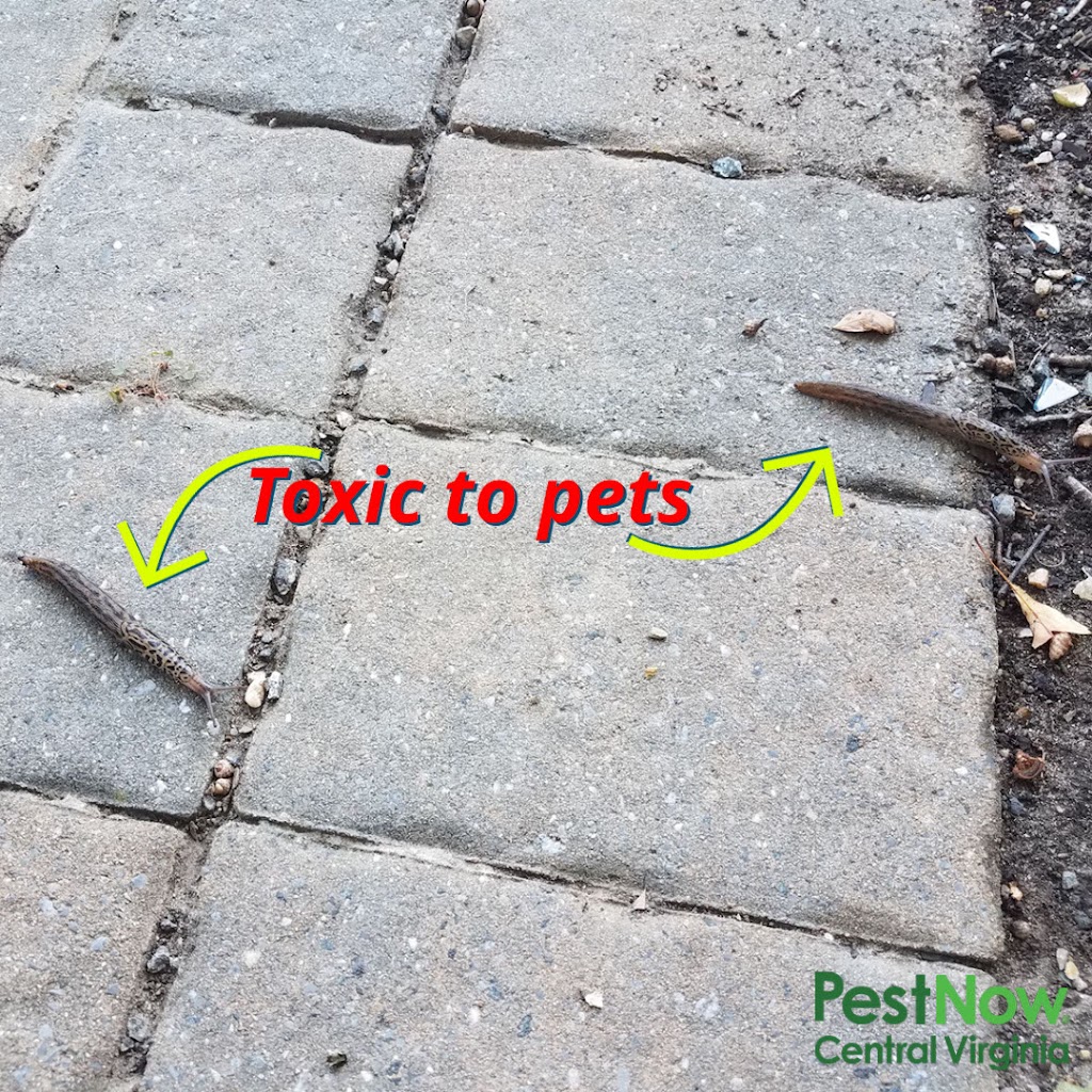 PestNow of Central Virginia Ruther Glen 17041 Merchants Dr, Ruther