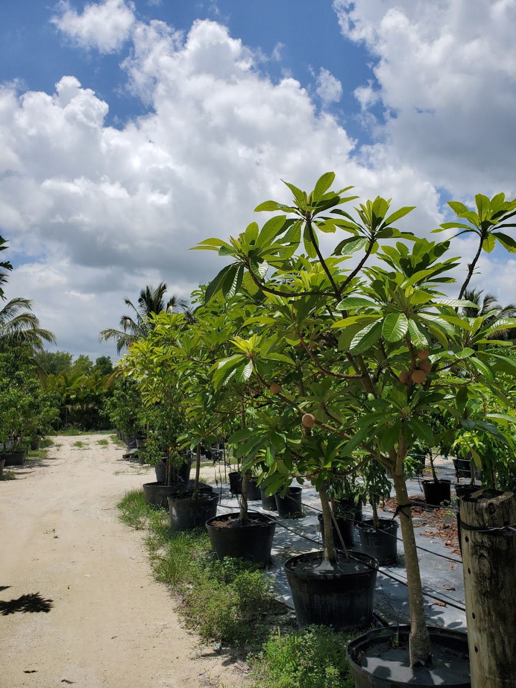 Als Fruit Trees LLC | 14000 SW 182 Ave, Miami, FL 33196, USA | Phone: (786) 351-1521