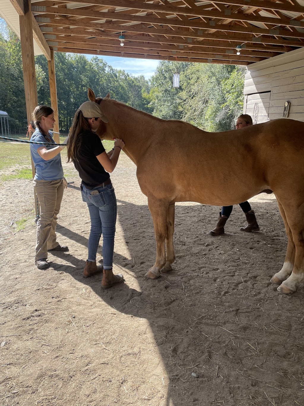 Carolina Equine Hospital | 5373 NC-150, Browns Summit, NC 27214, USA | Phone: (336) 349-4080