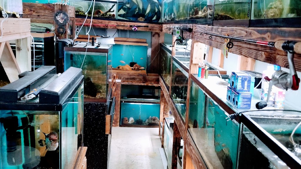 Daves Cichlids & Water Works | 504 S Hawthorne Dr, Pacific, MO 63069, USA | Phone: (314) 330-2755