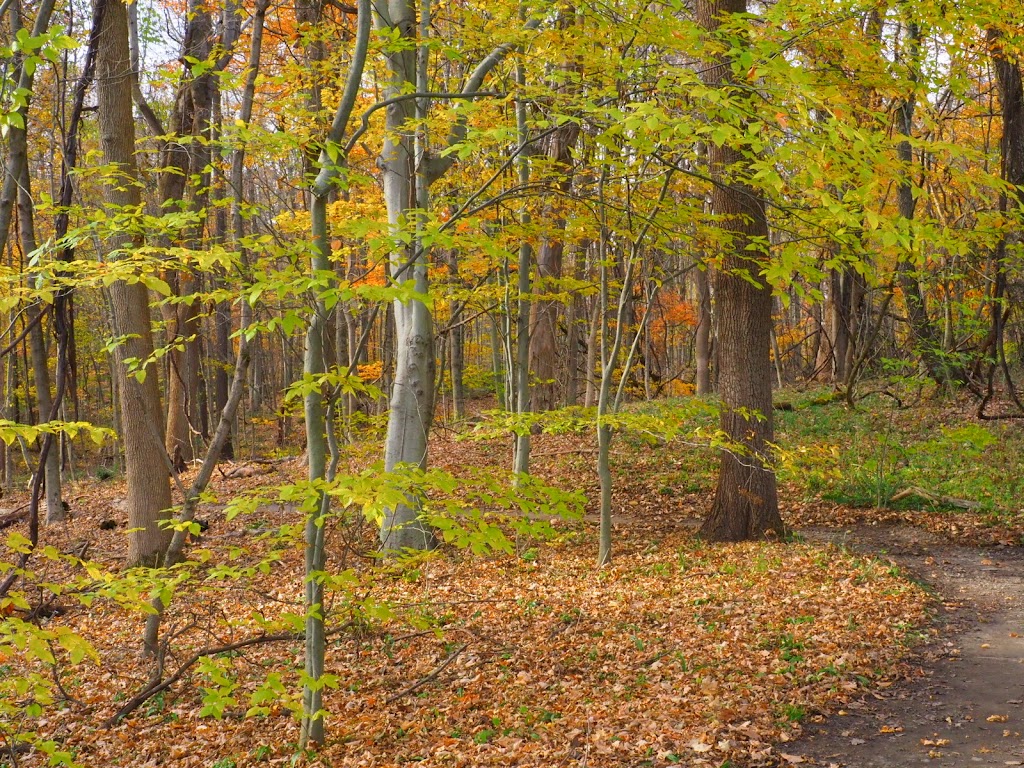 Eagle Creek Nature Preserve | 11027 Hopkins Rd, Garrettsville, OH 44231, USA | Phone: (330) 527-5118