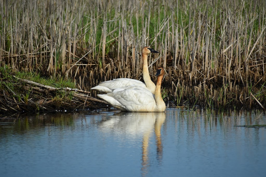 Sherburne National Wildlife Refuge | 17076 293rd Ave NW, Zimmerman, MN 55398, USA | Phone: (763) 389-3323