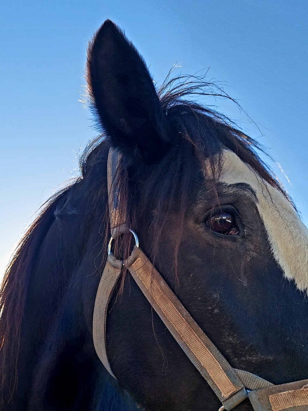 Clydesdale Preservation Trust | 17208 E Saragosa St, Gilbert, AZ 85295, USA | Phone: (602) 803-4051