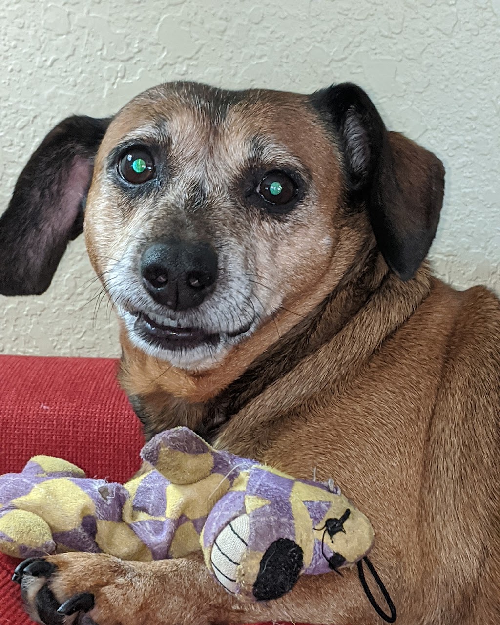 Eastern Shore Animal Hospital | 6421 Caratoke Hwy, Grandy, NC 27939, USA | Phone: (252) 453-8200