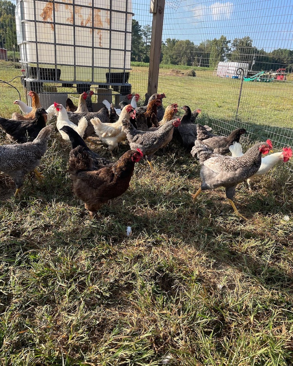 Fuster Cluck Farm | 3614 Glendale Rd, Kenly, NC 27542, USA | Phone: (919) 632-1433