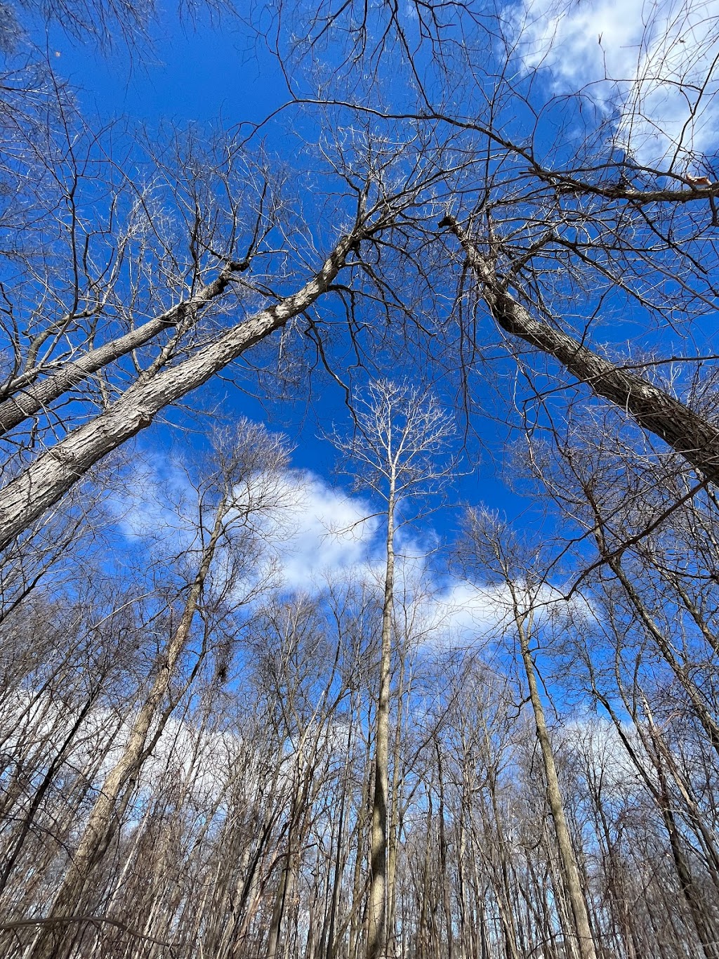 Buttonbush Nature Area | 3314 Sunton Rd, Ann Arbor, MI 48105, USA | Phone: (734) 794-6230