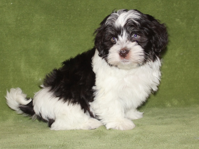 Hand Held Havanese | 83 Johnson Rd, Latham, NY 12110, USA | Phone: (518) 608-4356