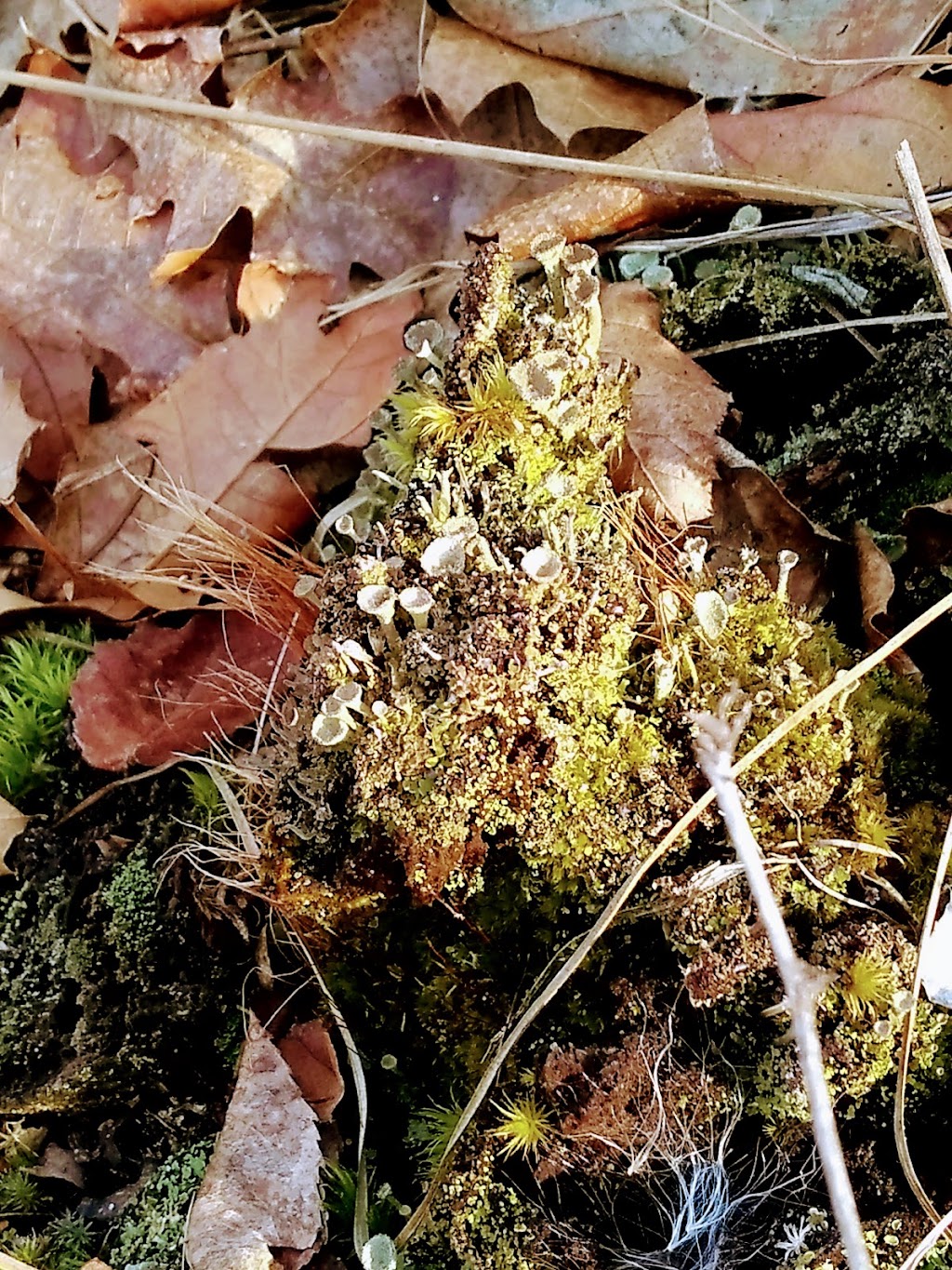 Mazomanie Oak Barrens State Natural Area | 9749 County Hwy Y, Mazomanie, WI 53560, USA | Phone: (608) 266-0394