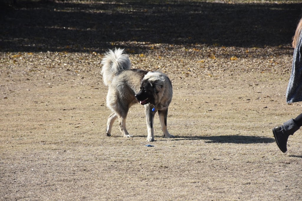 Canyon Run Dog Park at Mackenzie Park | 3801 Avenue B, Lubbock, TX 79404, USA | Phone: (806) 775-2687