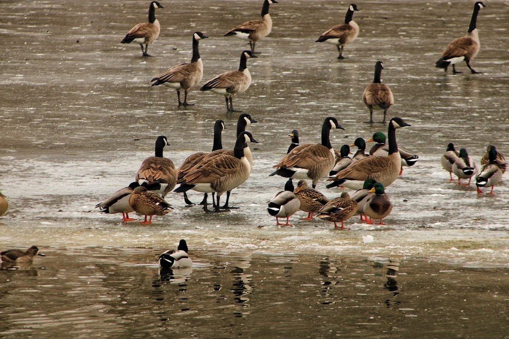 Heron Haven Nature Center | 11809 Old Maple Rd, Omaha, NE 68164, USA | Phone: (402) 493-4303