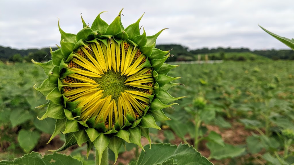 Sunflower Field | Raleigh, NC 27606, USA | Phone: (919) 996-6688