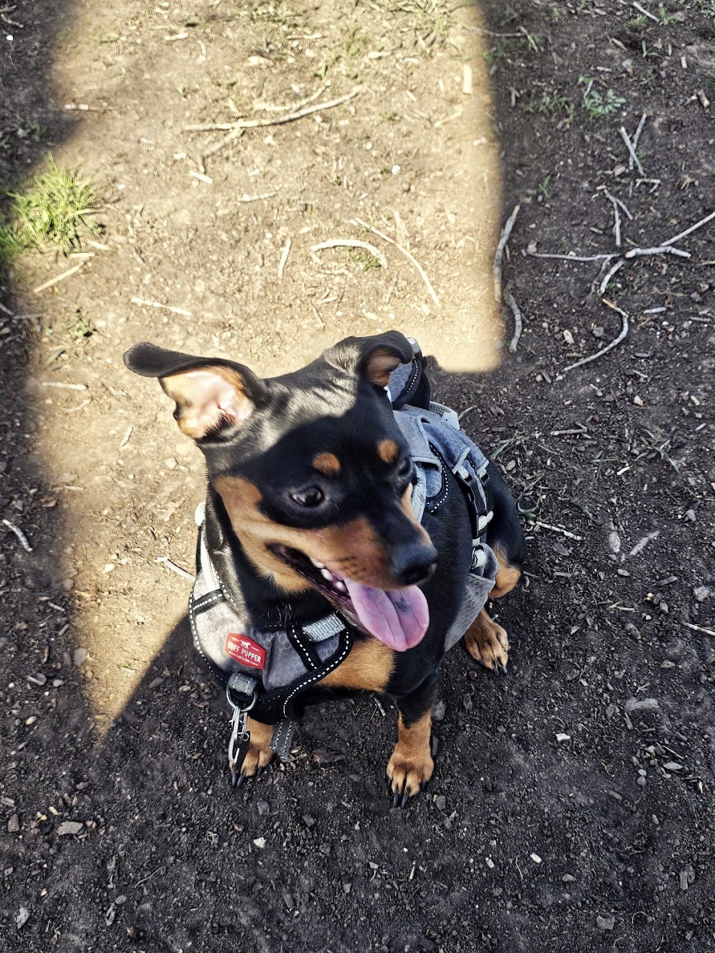 Columbus Bark Park | 5692-5794 Monastery Rd, Columbus, NE 68601, USA | Phone: (402) 562-4234