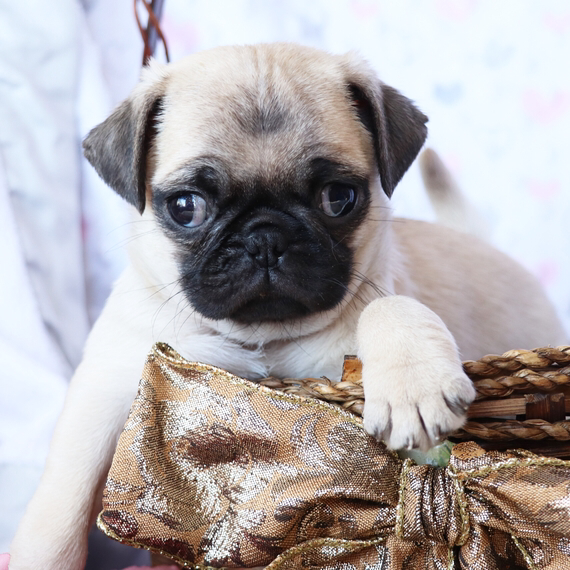 Adorable Pug Puppies For Adoption | 1441 Congress Lake Rd, Mogadore, OH 44260, USA | Phone: (682) 302-0715