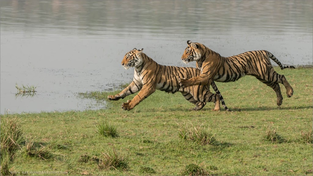 Raymond Barlow Nature Photo Tours | 242 Lakeport Rd #6, St. Catharines, ON L2N 6V2, Canada | Phone: (905) 520-8853