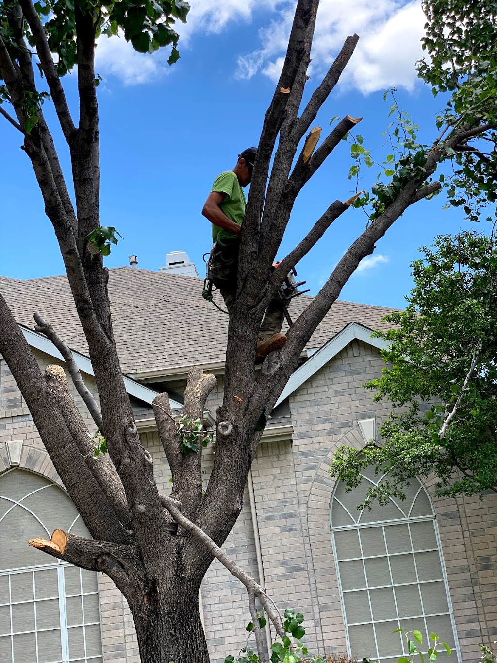 Rivera’s tree service | 102 Ridgeway Cir, Lewisville, TX 75067, USA | Phone: (214) 682-8534