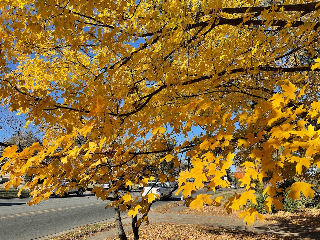 Bulsara Acupuncture | 533 Downey Pl, Gastonia, NC 28054, USA | Phone: (704) 917-9804