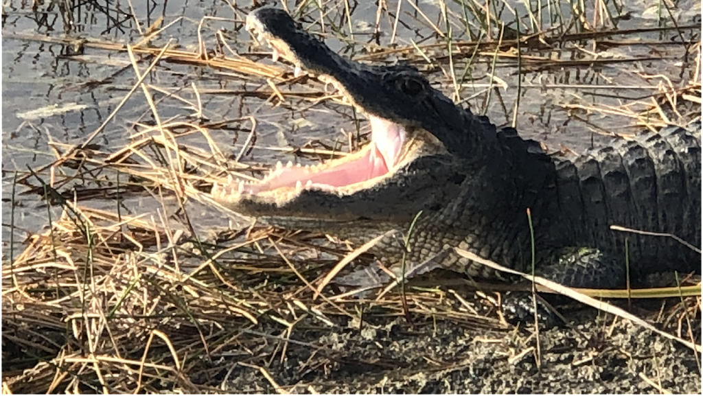 Cypress Outdoor Adventures Airboat Tours | N US Highway 27 Mile marker 38, 3, Tamarac, FL 33321, USA | Phone: (954) 260-1096