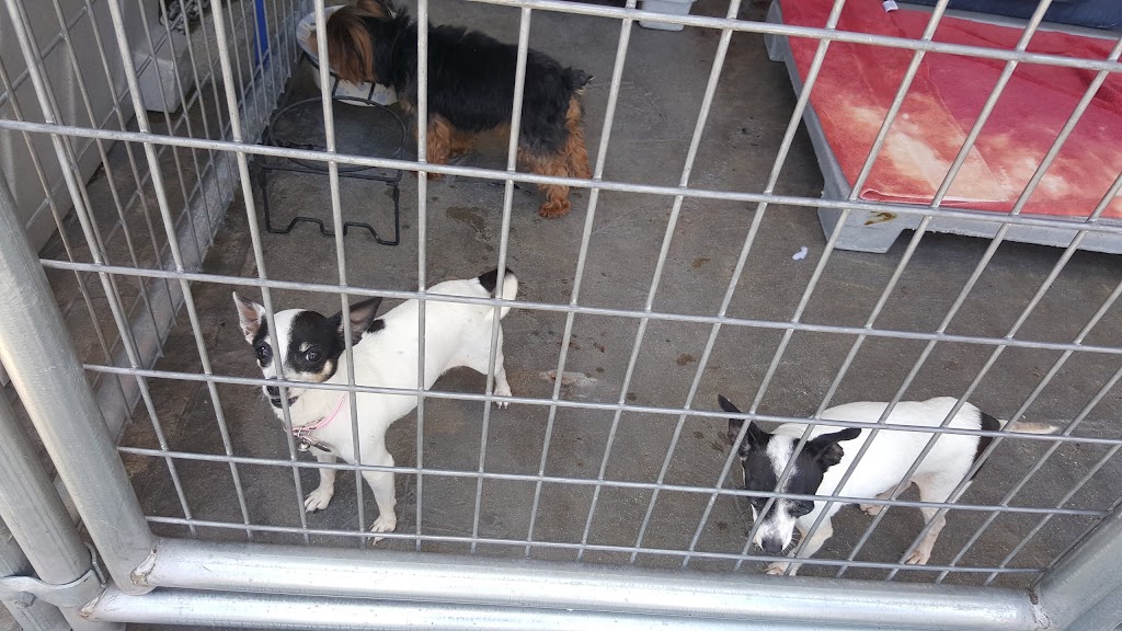 Creative Pet Supply | 305 N Harbor Blvd, San Pedro, CA 90731, USA | Phone: (310) 832-9929