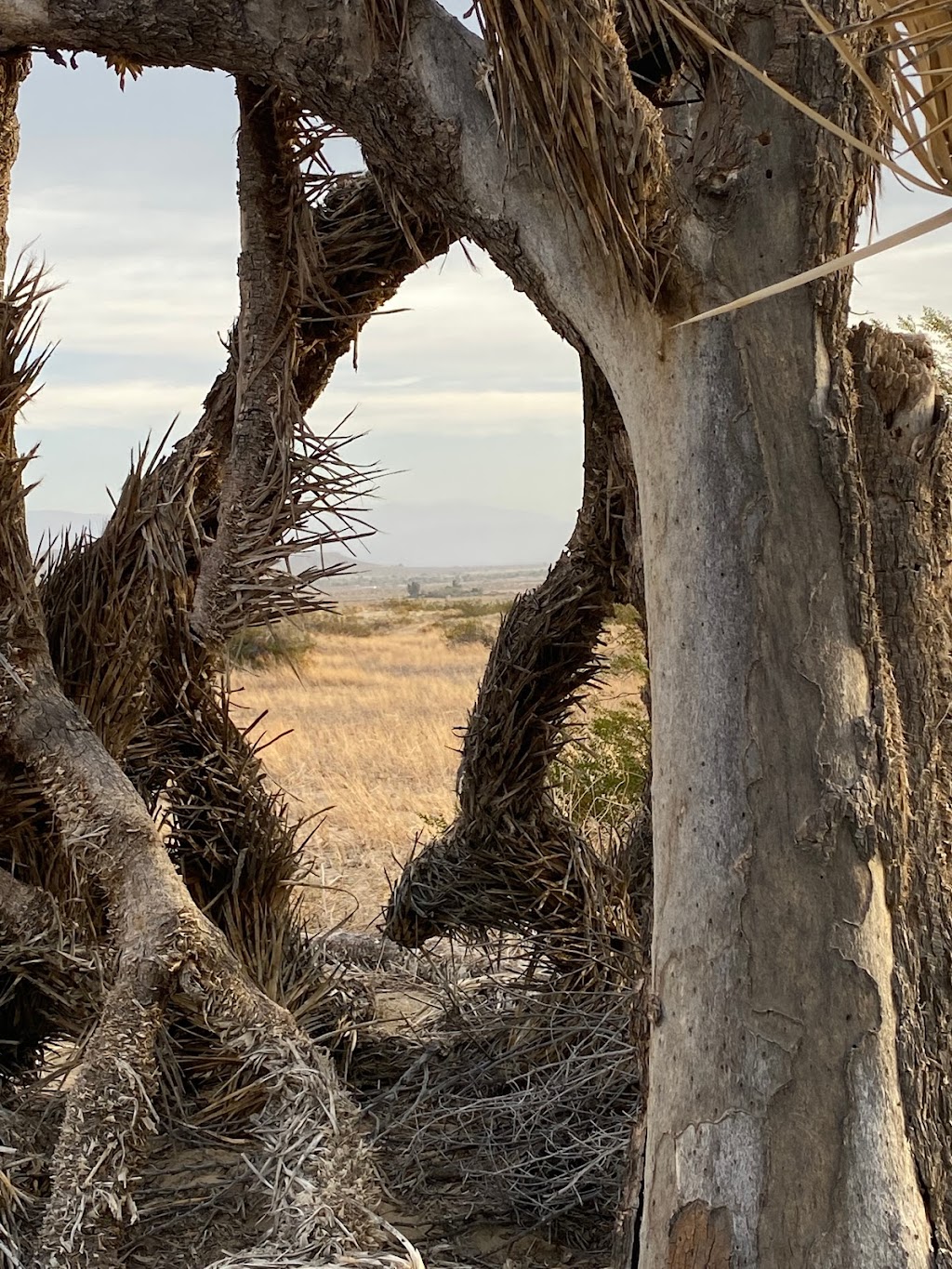 Saddleback Butte State Park Campground | 17201 E Ave K, Lancaster, CA 93535, USA | Phone: (661) 727-9899