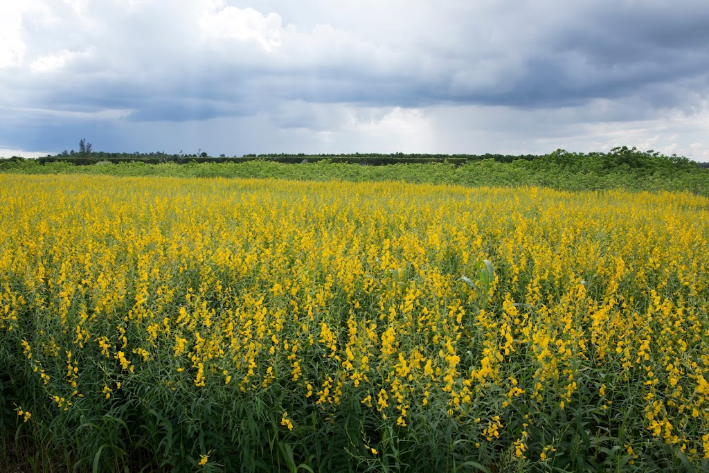 UF/IFAS Tropical Research and Education Center (TREC) | 18905 SW 280th St, Homestead, FL 33031, USA | Phone: (305) 246-7000