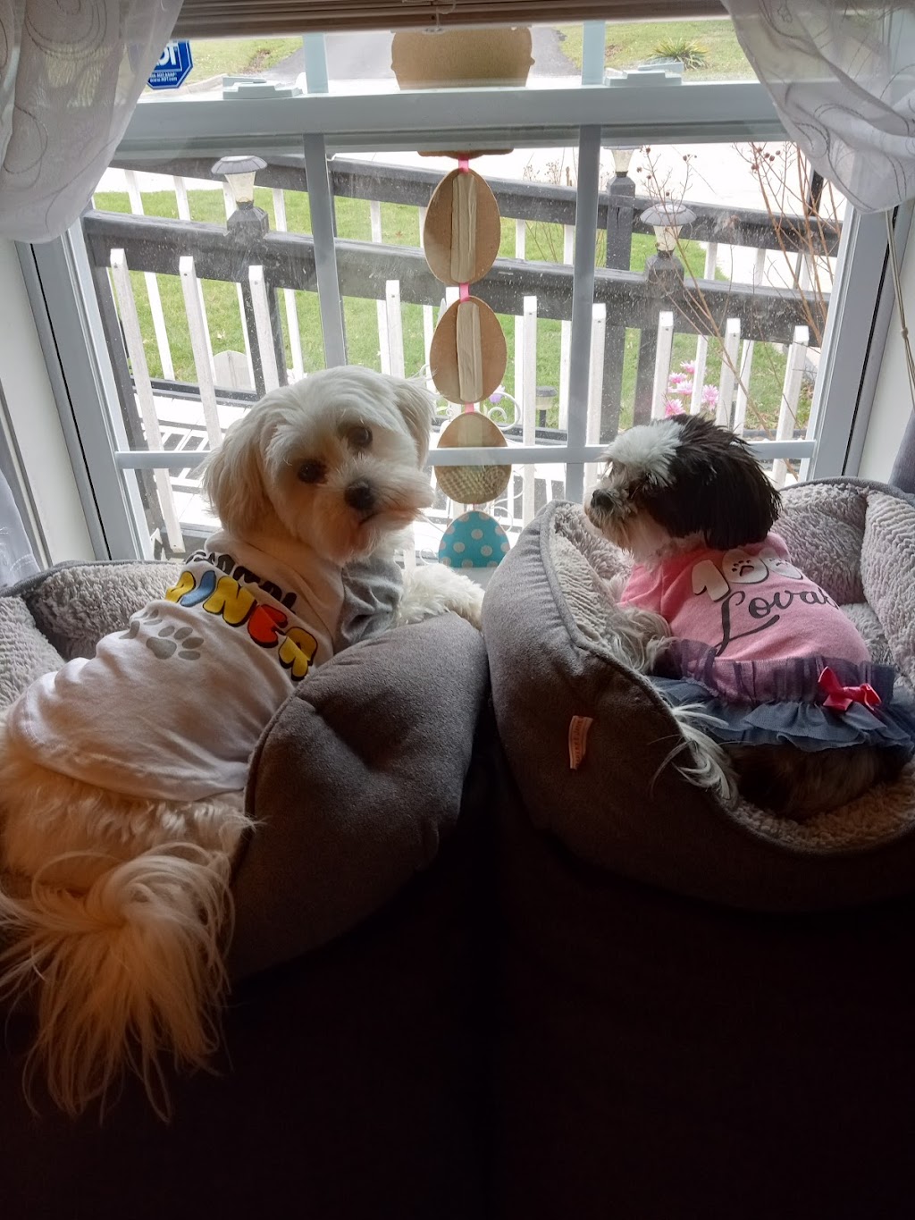 CareVet of Honor Heights | 4011 W Okmulgee Ave, Muskogee, OK 74401, USA | Phone: (918) 682-6652