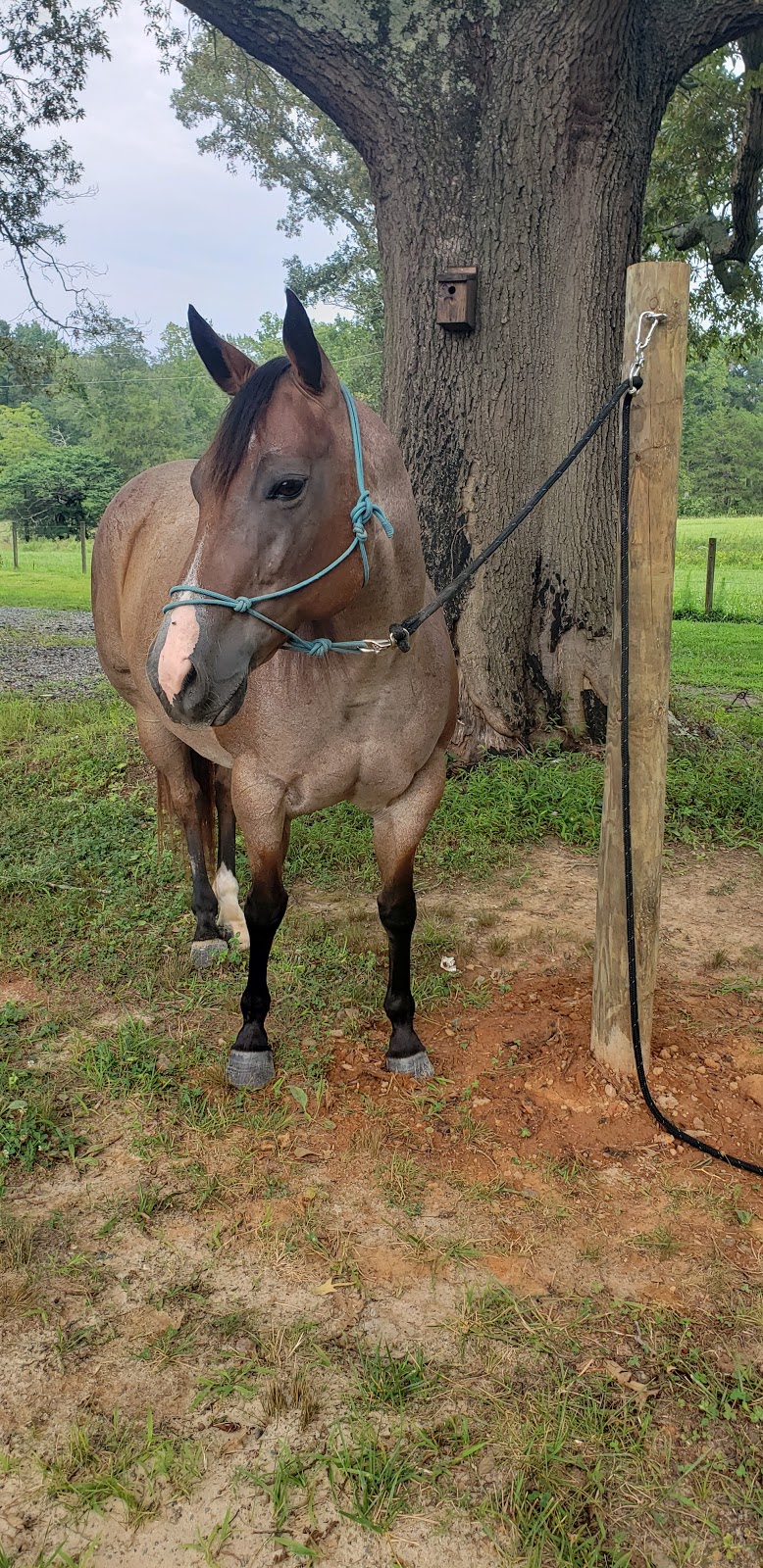 Flying C Farm | 242 Joe Fox Rd, Siler City, NC 27344, USA | Phone: (919) 930-7336 Flying C Farm | 242 Joe Fox Rd, Siler City, NC 27344, USA | Phone: (919) 930-7336