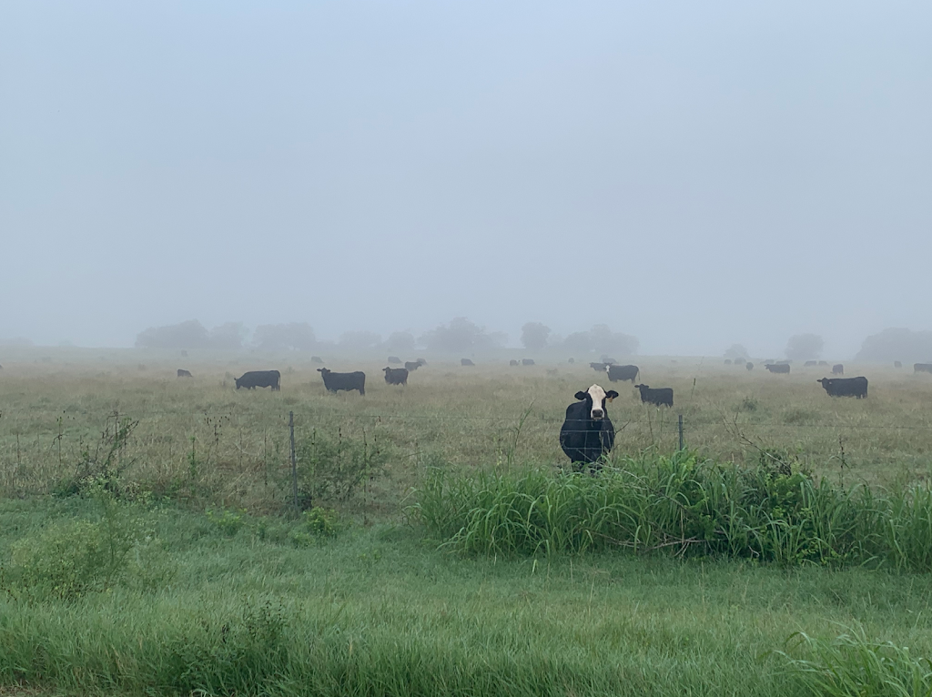 Raising em Right Ranch to Table Beef | 2628 Hwy 59 W, Beeville, TX 78102 | Phone: (361) 358-9396