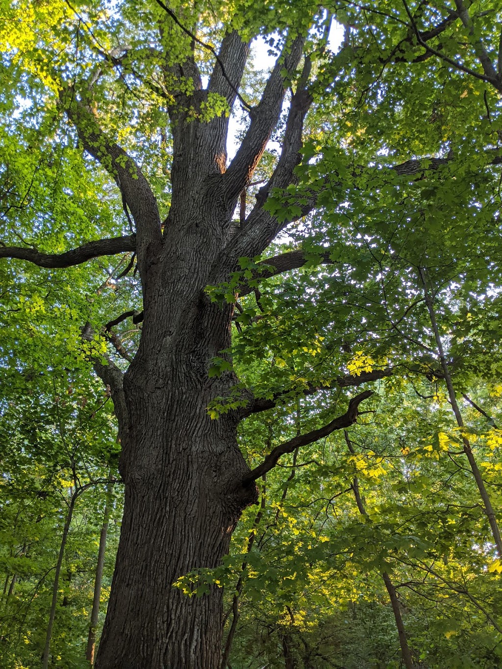 Steyer Nature Preserve | Steyer Nature Preserve, 5901 N County Rd 33, Tiffin, OH 44883, USA | Phone: (419) 447-8091