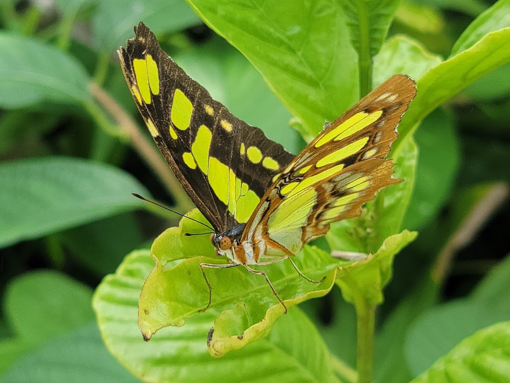 Butterfly World | Tradewinds Park - South, 3600 W Sample Rd, Coconut Creek, FL 33073, USA | Phone: (954) 977-4400
