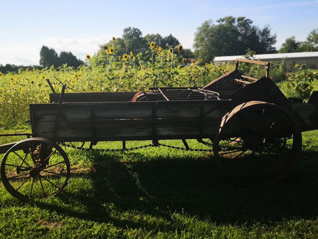 Ravine Cottages | 445 Essex County Rd 50, Harrow, ON N0R 1G0, Canada | Phone: (519) 738-2620