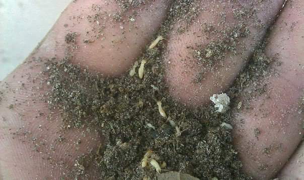 Ramson Services, inc. | 6348 Rocky Point Rd, Lake Wales, FL 33898, USA | Phone: (863) 232-9153