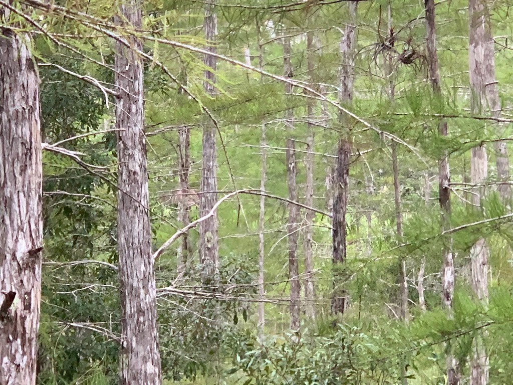 Everglades Swamp Buggy Adventure | 50910 Tamiami Trail E, Ochopee, FL 34141, USA | Phone: (239) 825-5762