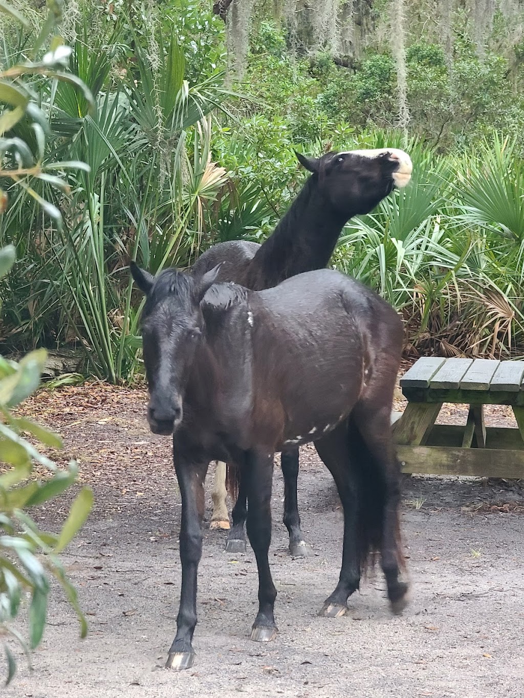 Sea Camp Ranger Station | Cumberland Island, St Marys, GA 31558, USA | Phone: (912) 882-4336