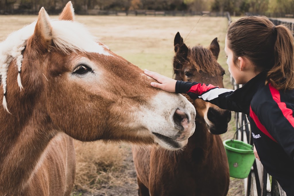 Meadow Lane Equestrian Center | 836 State Hwy 205, Rockwall, TX 75032, USA | Phone: (469) 863-6737