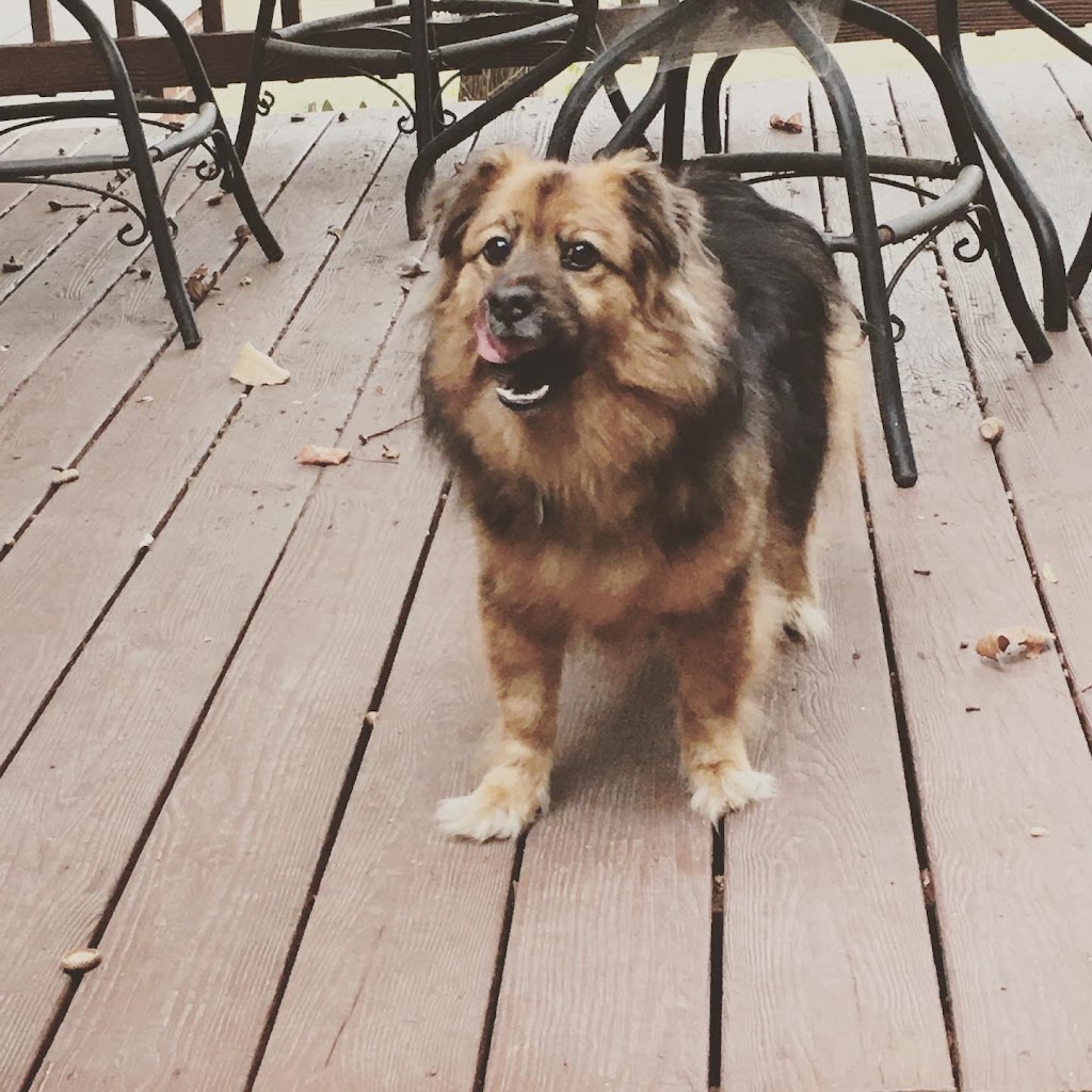 All For Cobalt In Home Pet Care | 4006 West Ct, Chesterfield, VA 23832, USA | Phone: (804) 638-8239