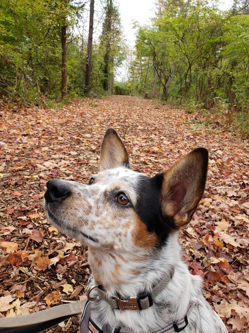 Rosemont Park Nature Reserve | 6388 Hamilton Middletown Rd, Middletown, OH 45044, USA | Phone: (513) 727-8953