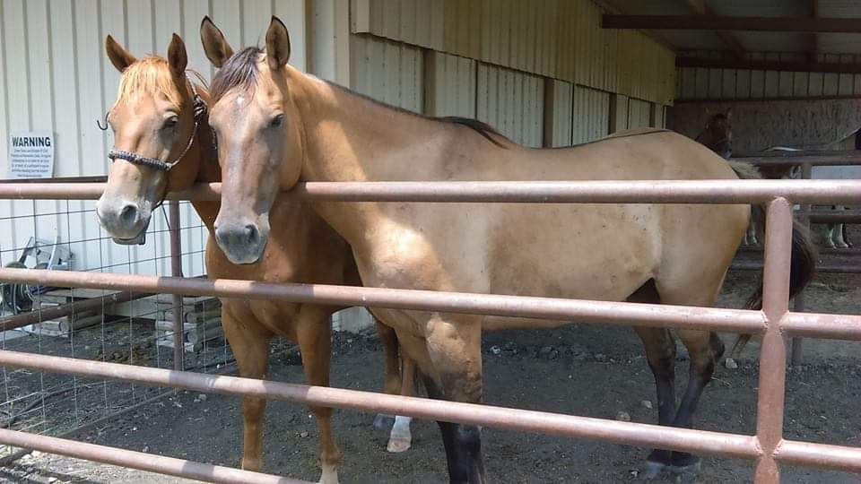 Lisa Burney DVM Vet Equine Dentistry Horse Dentist | 191 Rohrbuch Rd, Pipe Creek, TX 78063 | Phone: (830) 522-0360