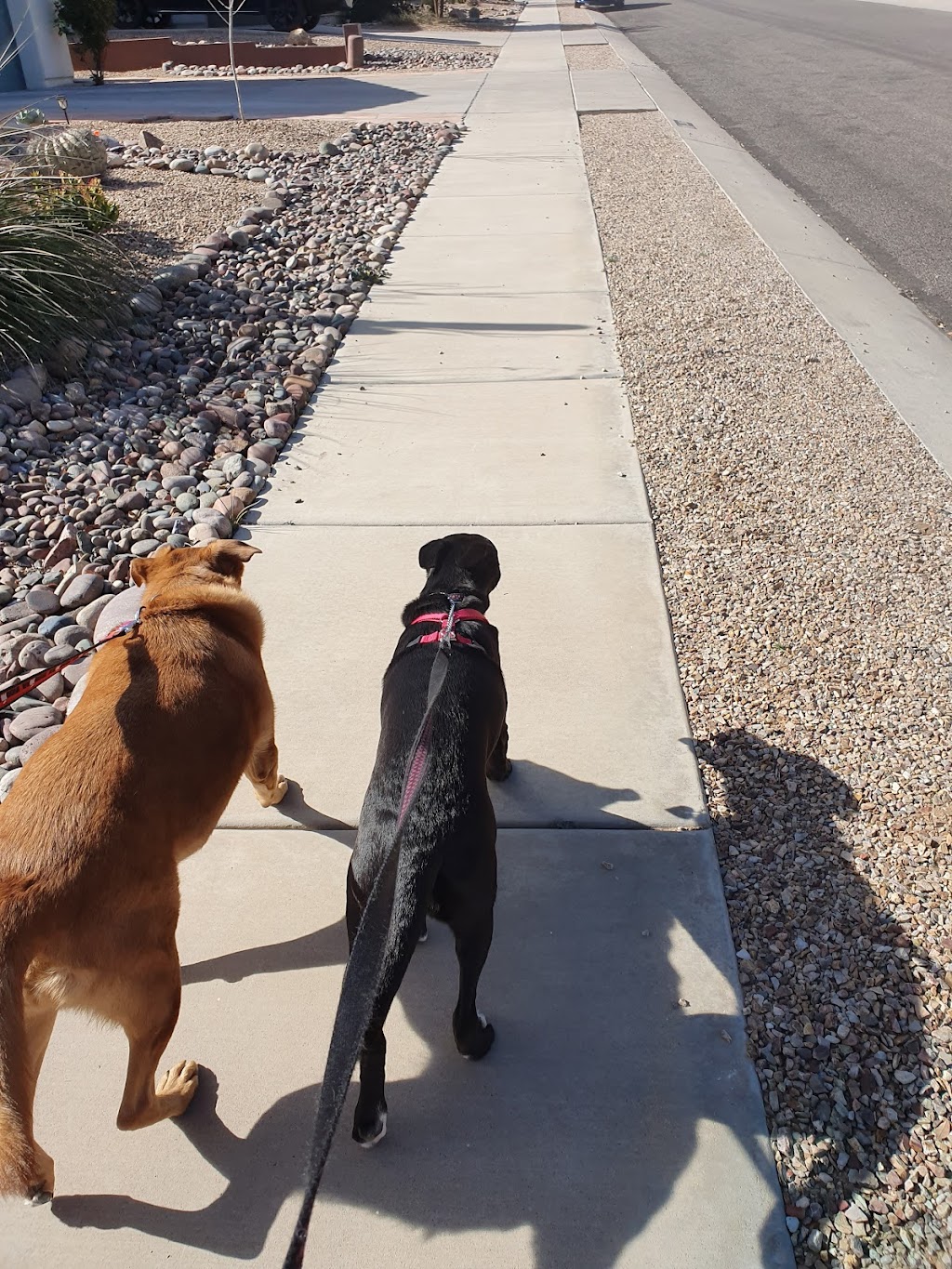 Bark Park | 15475 S Rancho Sahuarita Blvd, Sahuarita, AZ 85629, USA | Phone: (520) 207-7730