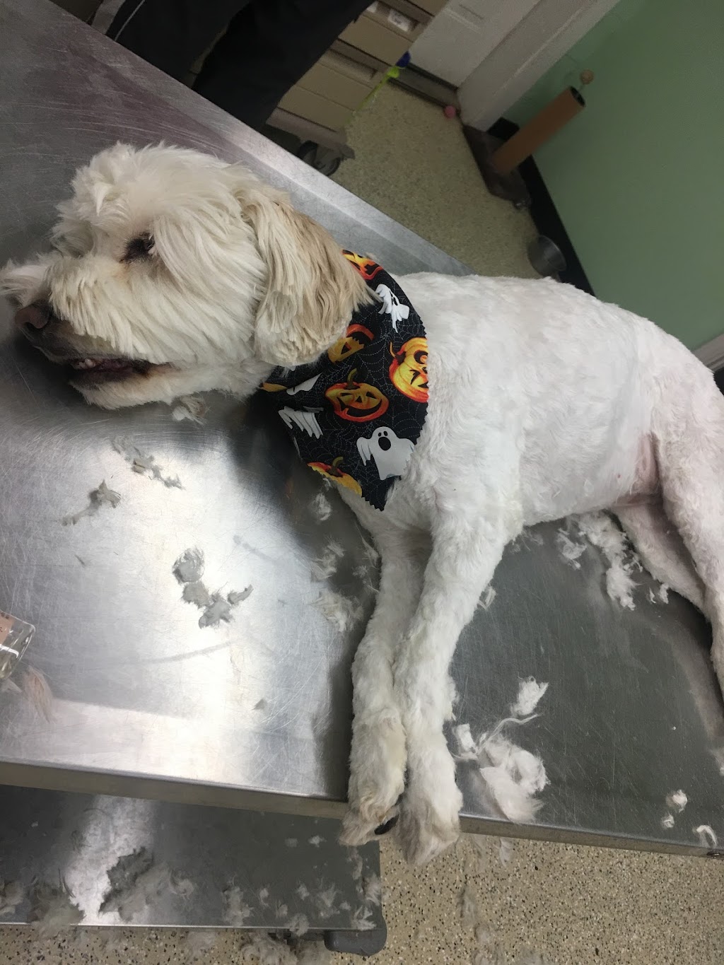 Childersburg Pet Clinic PC | 1440 Coosa Pines Dr, Childersburg, AL 35044 | Phone: (256) 378-7066