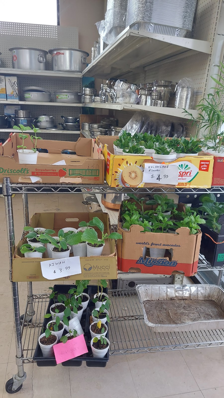 Cherians International Fresh Market | 2255 Callaway Ct, Cumming, GA 30041, USA | Phone: (770) 888-4141