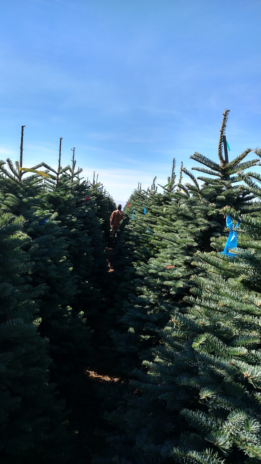 Windy Acres Tree Farm | 23015 NW Dixie Mountain Rd, North Plains, OR 97133 | Phone: (503) 648-0739