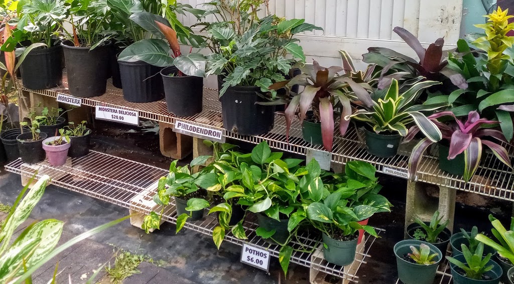 Paulas Plants and Projects | 47 120 Okana Rd, Kaneohe, HI 96744, USA | Phone: (808) 209-3412