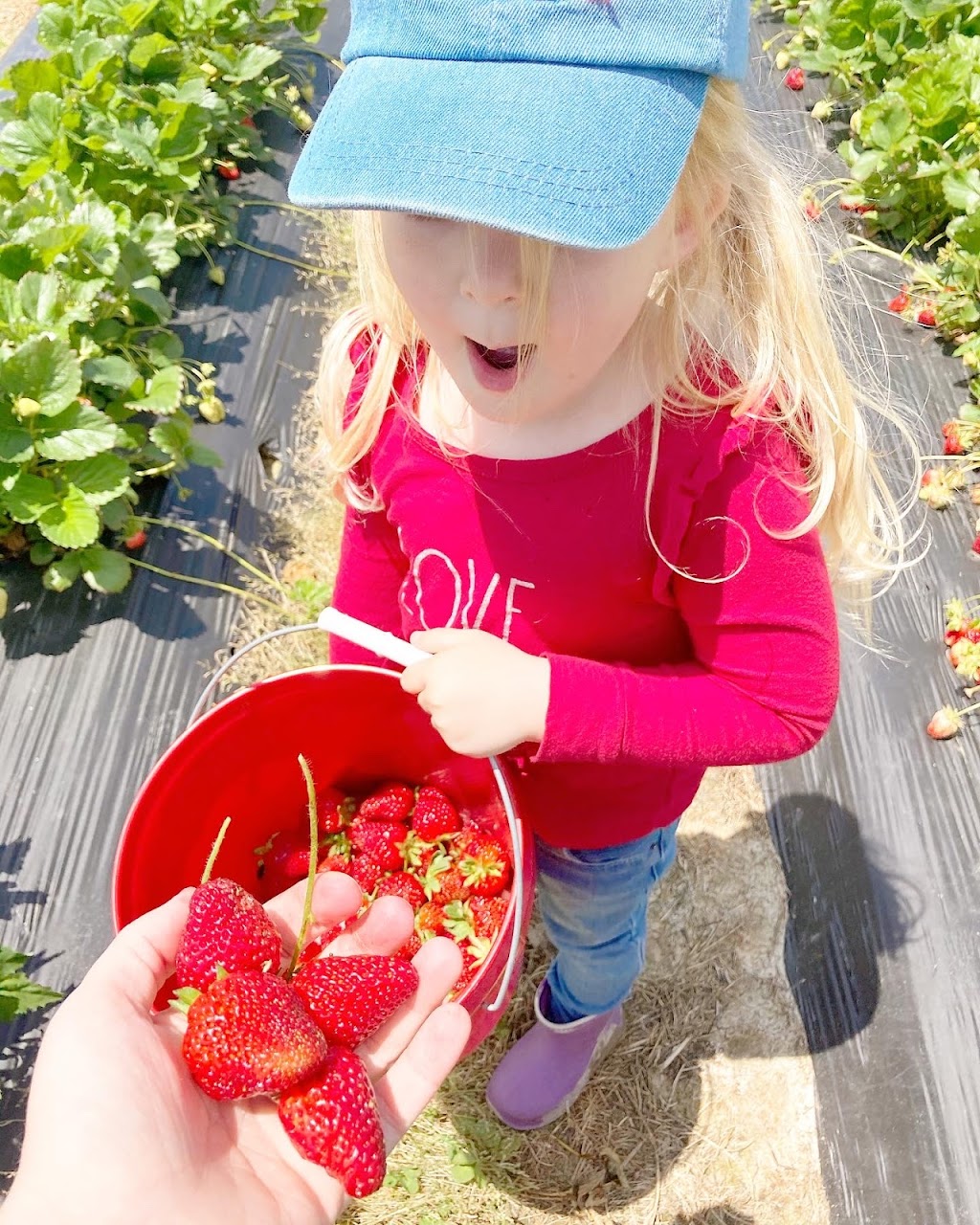 Williams Strawberry Farm | 1381 N Carolina Hwy 343 S, South Mills, NC 27976, USA | Phone: (252) 771-2647
